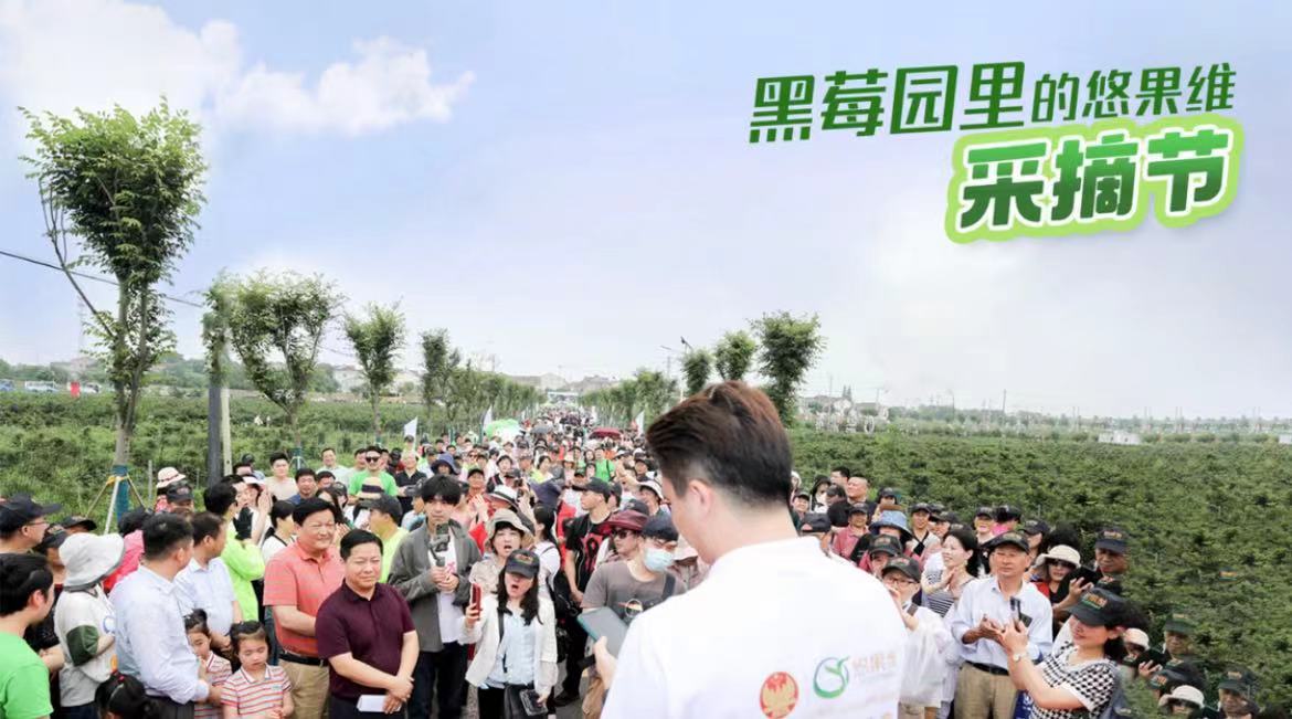 配资导航 |悠果维第十届中国黑莓采摘文化节：见证中国黑莓产业十载璀璨
