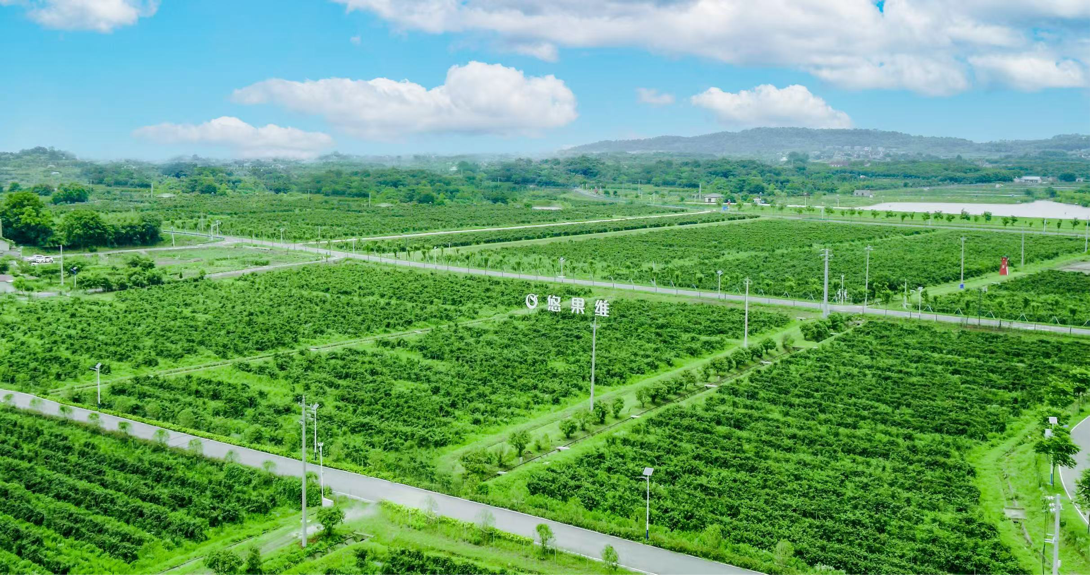 悠果维第十届中国黑莓采摘文化节：见证中国黑莓产业十载璀璨