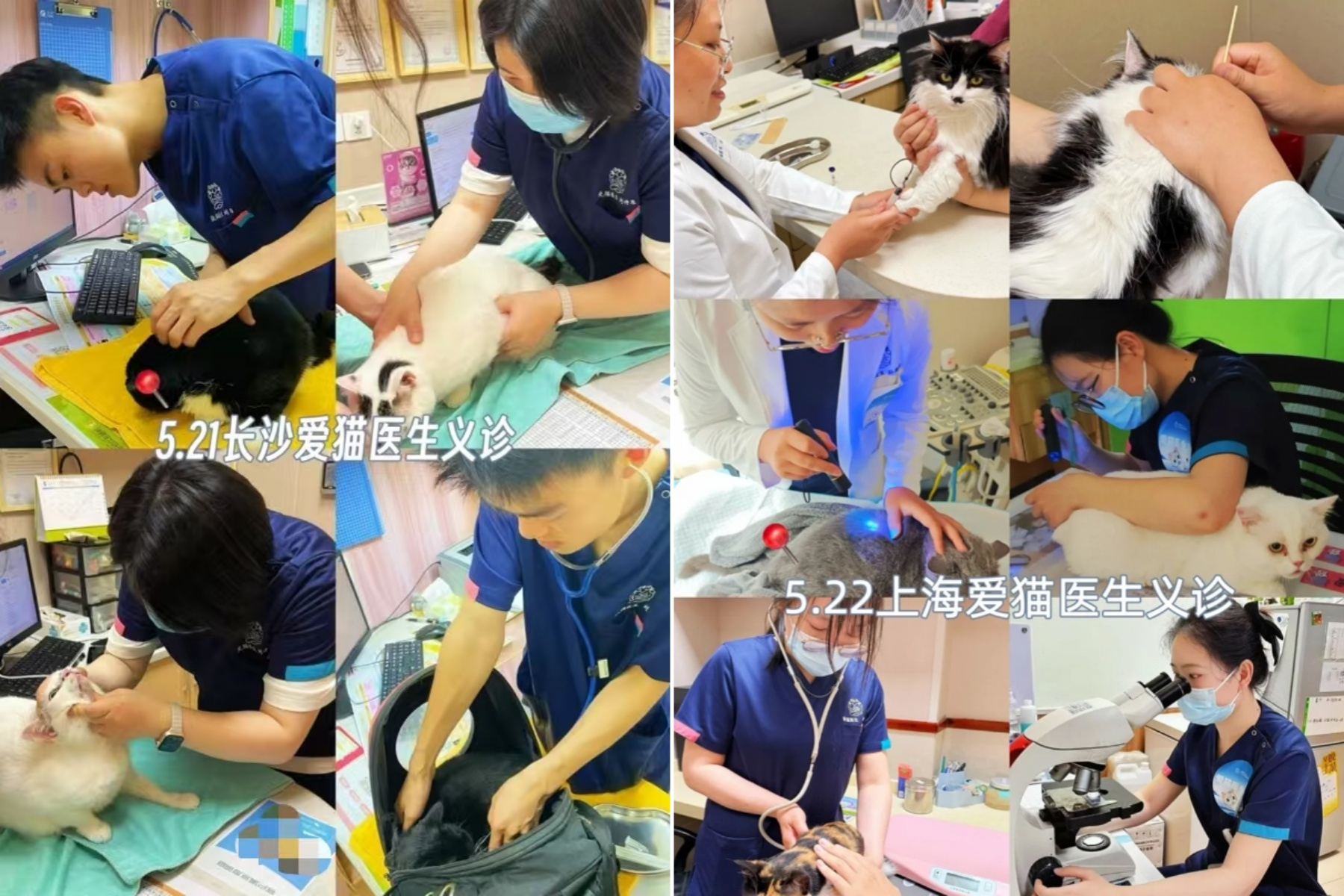 新瑞鹏集团爱猫义诊第三站落地沪湘，深度传递科学养猫理念
