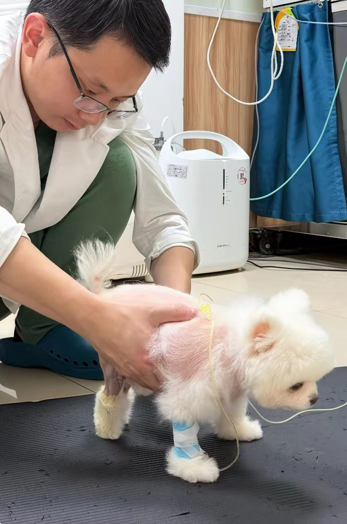 连续攻克三大骨科难题，新瑞鹏集团瑞鹏宠物医院上海黄兴总院引领宠物骨科专科发展